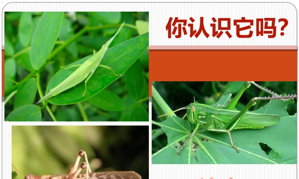 观察和解剖一种常见无脊椎动物(实验)