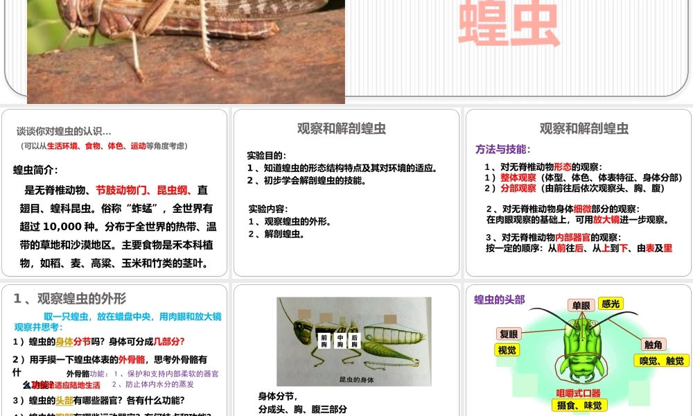 观察和解剖一种常见无脊椎动物(实验)