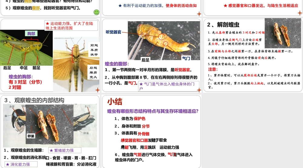 观察和解剖一种常见无脊椎动物(实验)