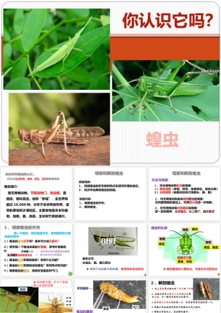 观察和解剖一种常见无脊椎动物(实验)