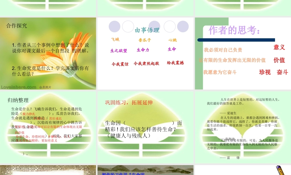 《生命-生命》课件