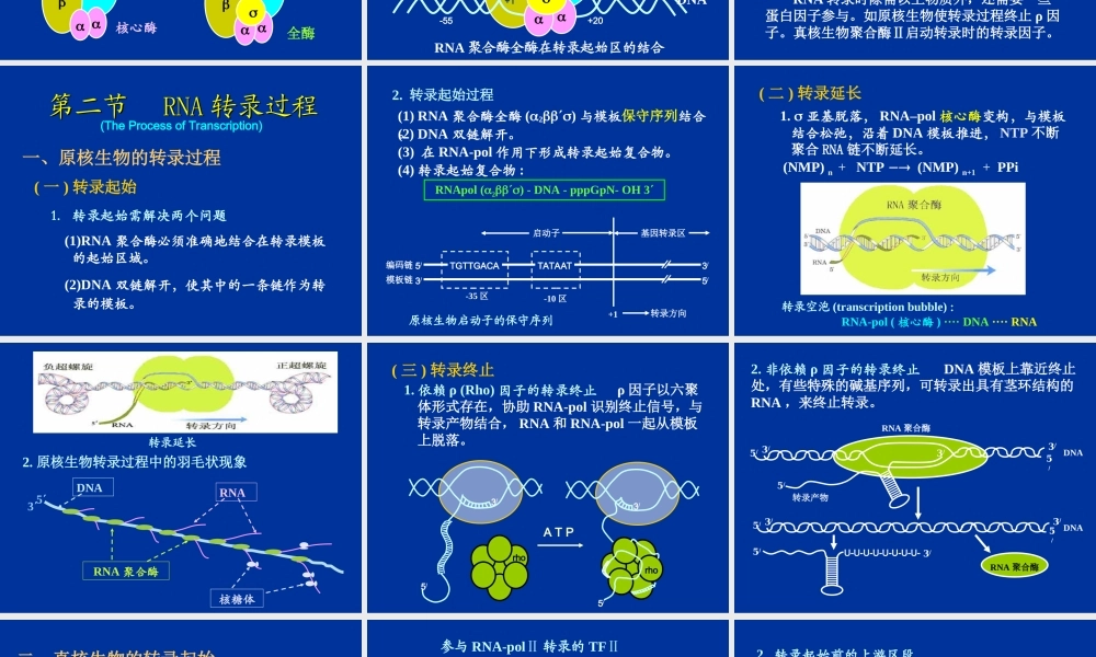 RNA的生物合成(转录)