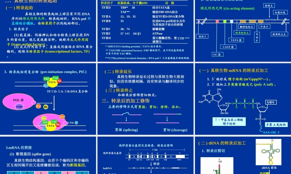 RNA的生物合成(转录)
