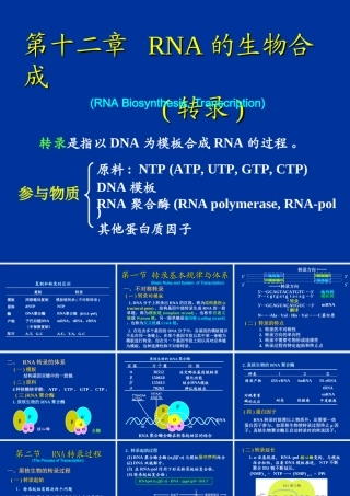RNA的生物合成(转录)