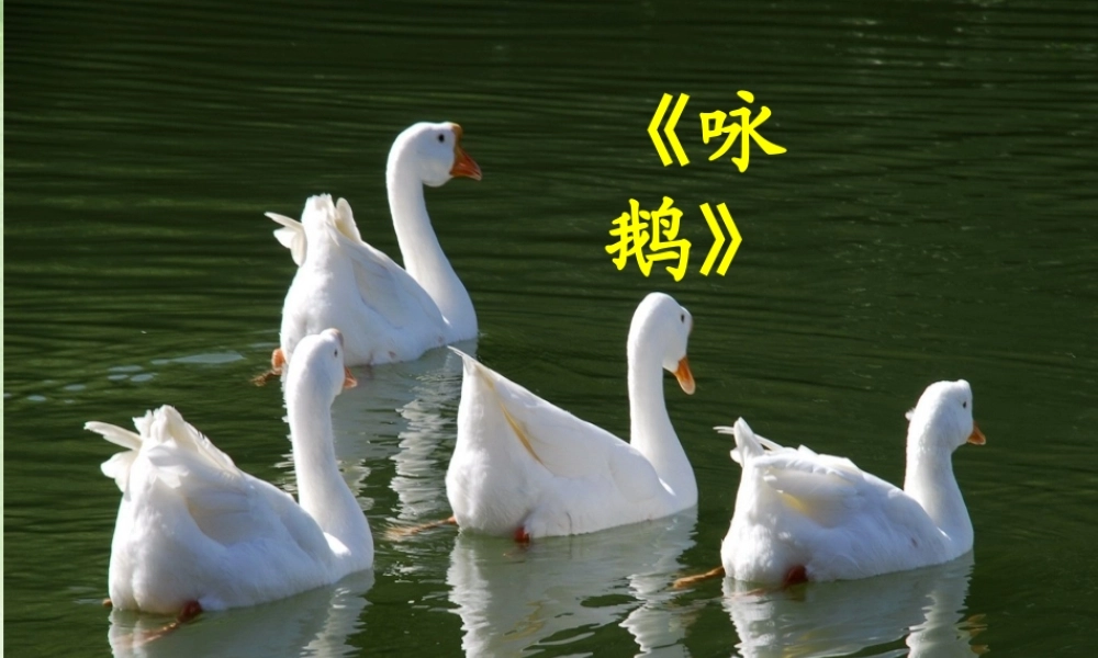 【课件】白鹅