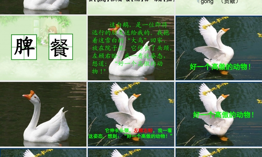 【课件】白鹅