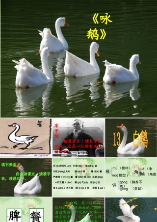 【课件】白鹅