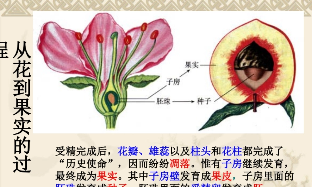 果实的结构与类型