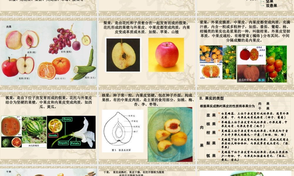 果实的结构与类型