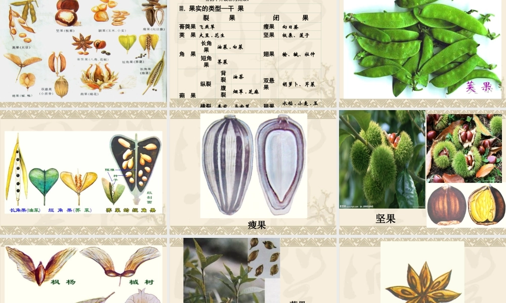 果实的结构与类型