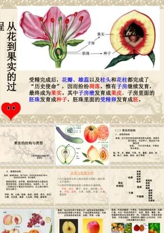 果实的结构与类型