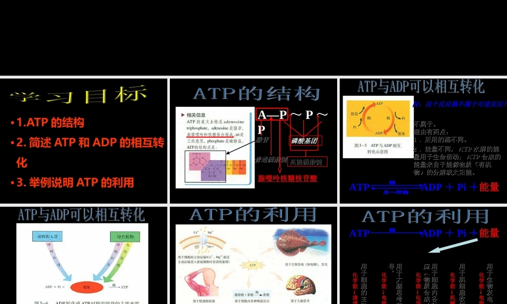 2015年高一生物课件：第5章-第2节《细胞的能量“通货”——ATP》(人教版必修1)