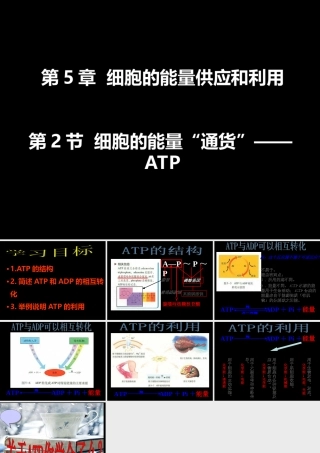 2015年高一生物课件：第5章-第2节《细胞的能量“通货”——ATP》(人教版必修1)