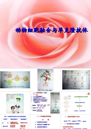 222《动物细胞融合与单克隆抗体》课件
