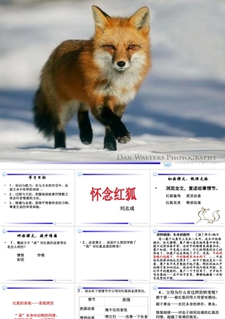 怀念红狐初定稿