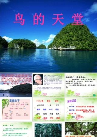 《鸟的天堂》课件