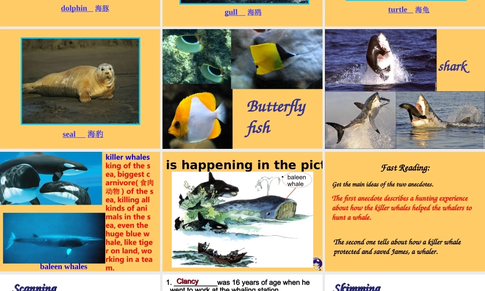 高中英语：Unit 3 Under the sea课件新人教版选修7 课件