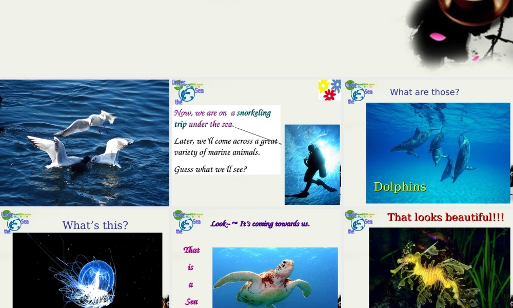 高中英语 unit3 Under the sea-----Reading 人教新目标版选修7 课件