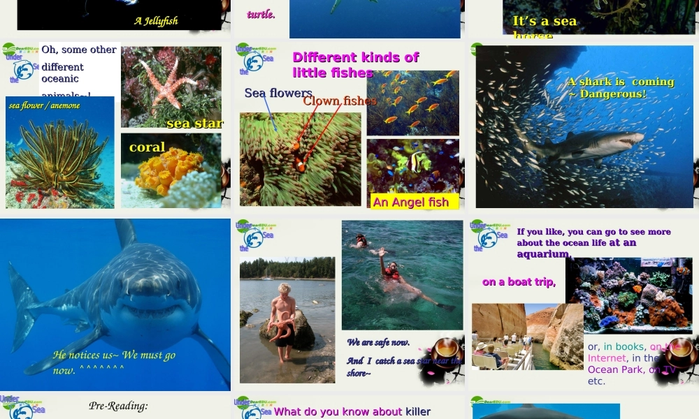 高中英语 unit3 Under the sea-----Reading 人教新目标版选修7 课件
