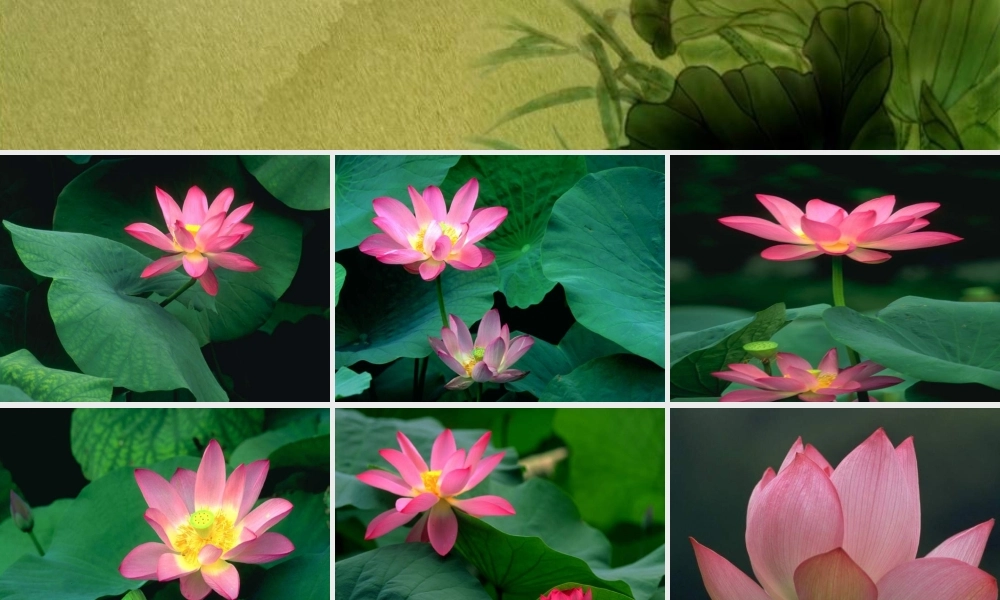 爱莲说正式课件