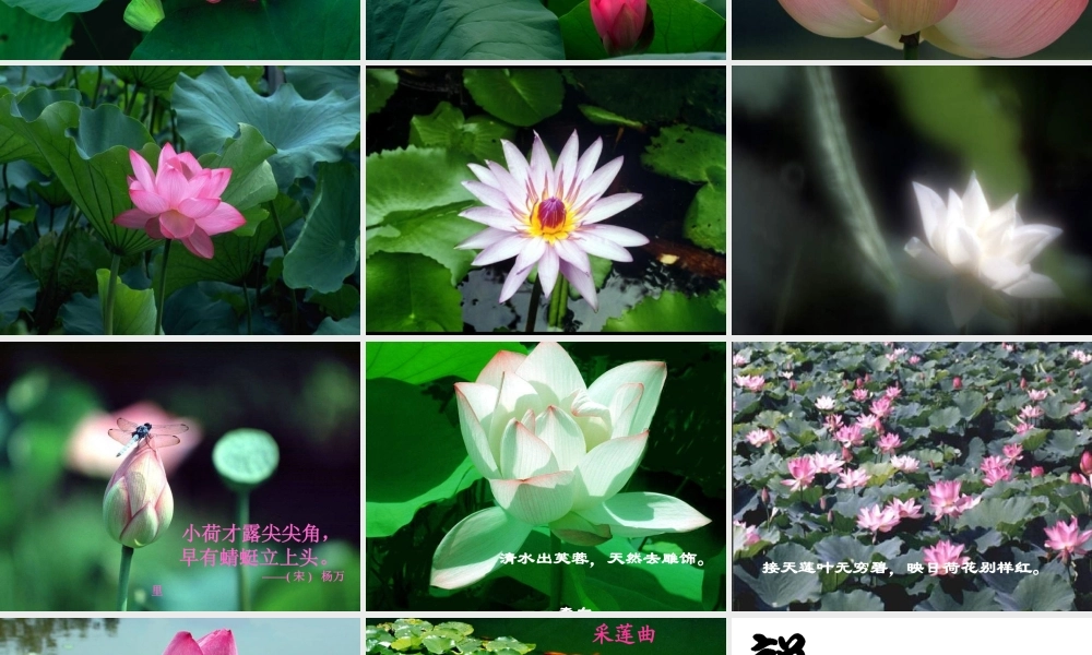 爱莲说正式课件