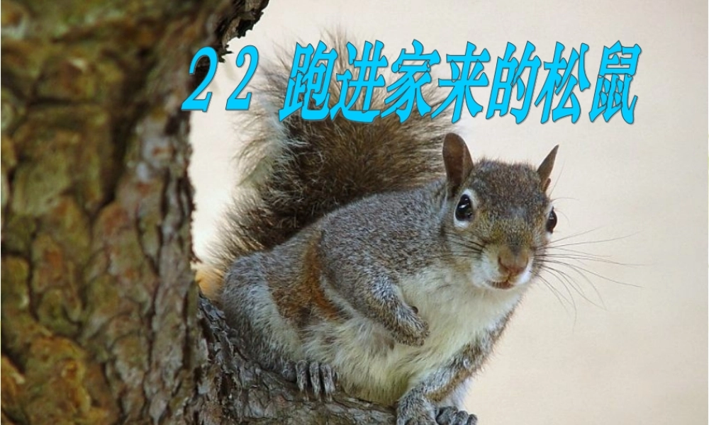 跑进我家的松鼠