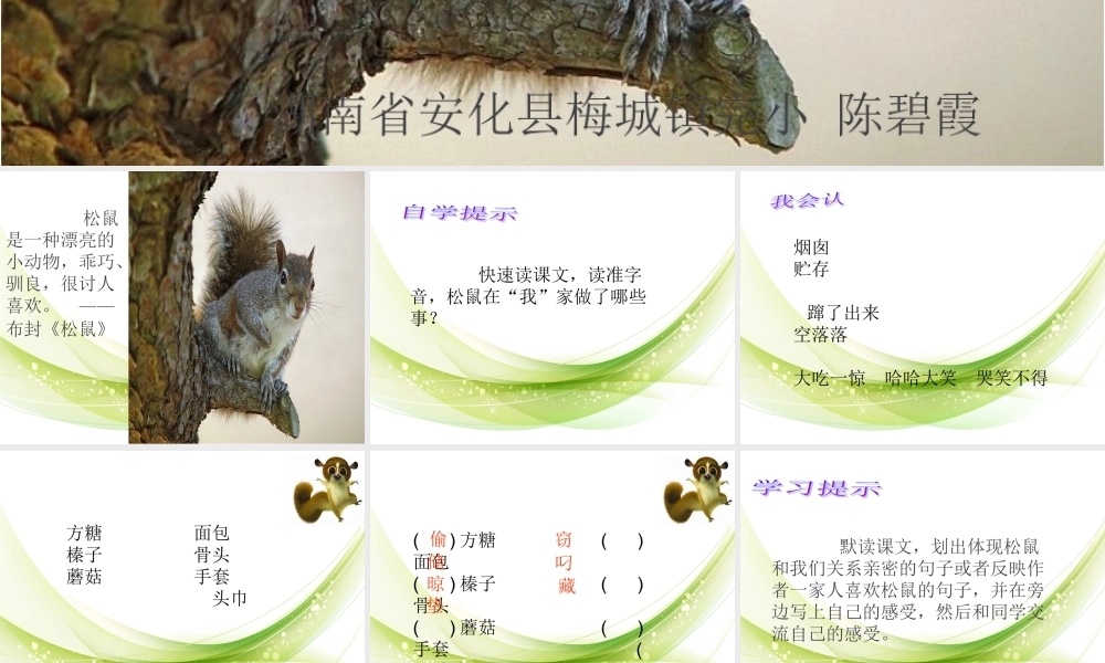 跑进我家的松鼠