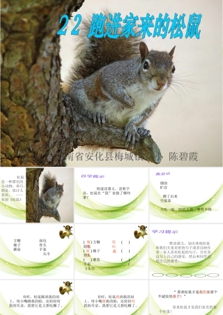 跑进我家的松鼠