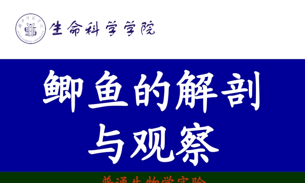 鲫鱼的解剖与观察