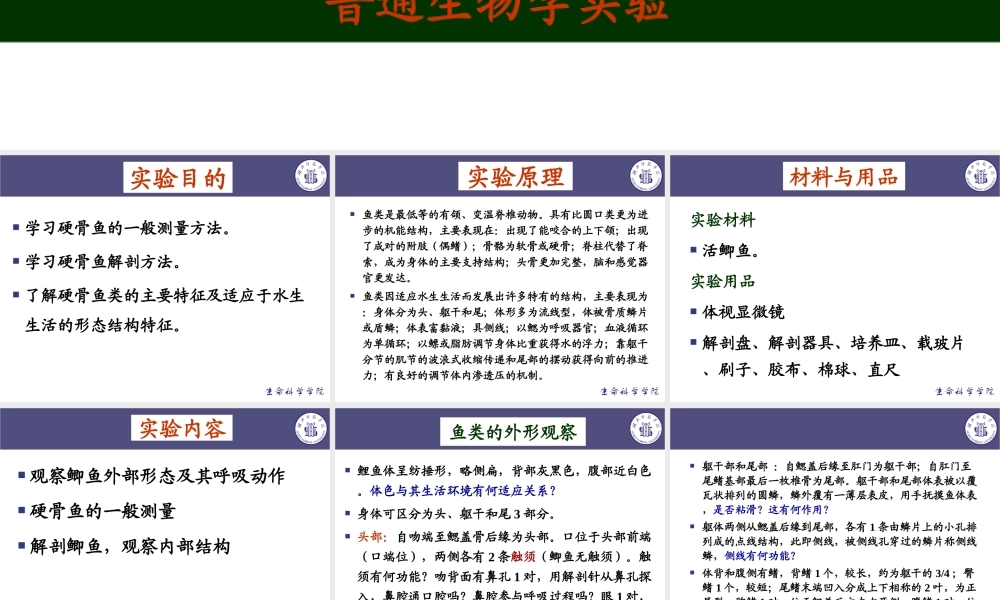 鲫鱼的解剖与观察