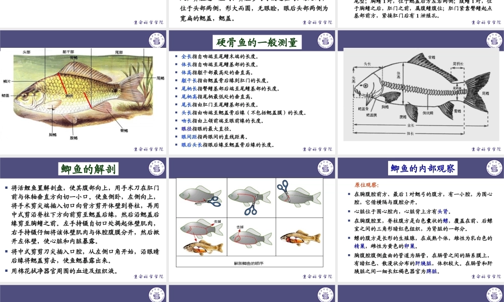 鲫鱼的解剖与观察