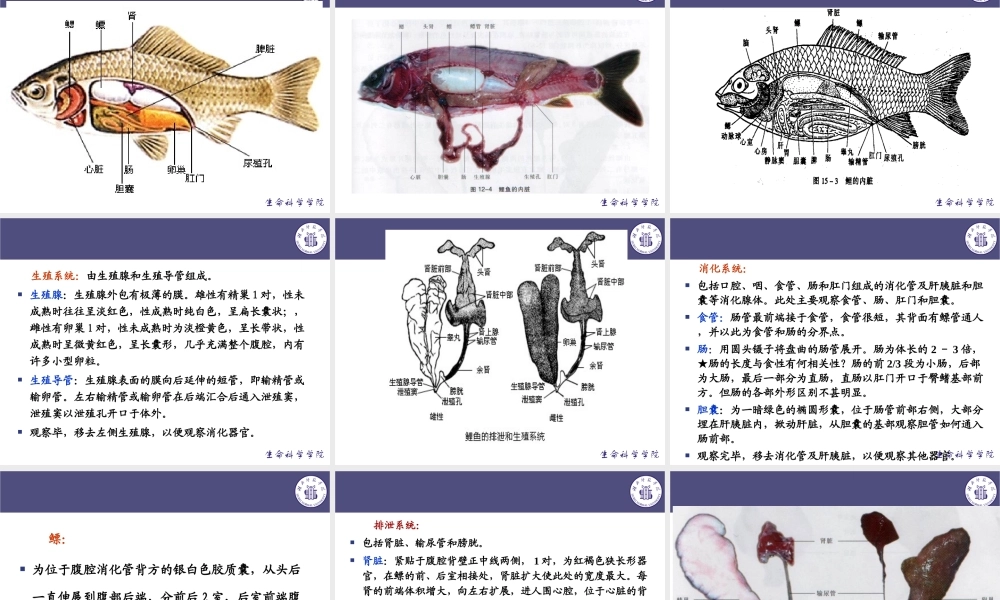 鲫鱼的解剖与观察