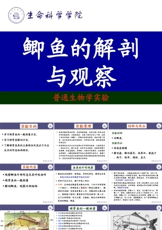 鲫鱼的解剖与观察