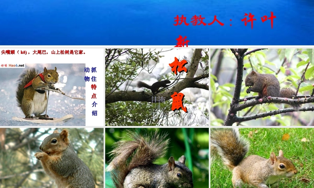 《松鼠》课件4