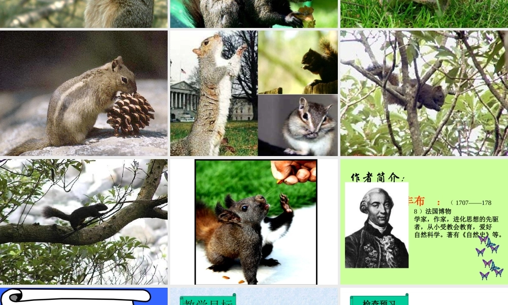 《松鼠》课件4