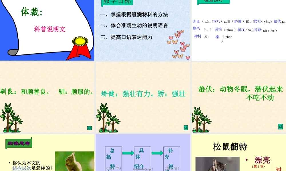 《松鼠》课件4
