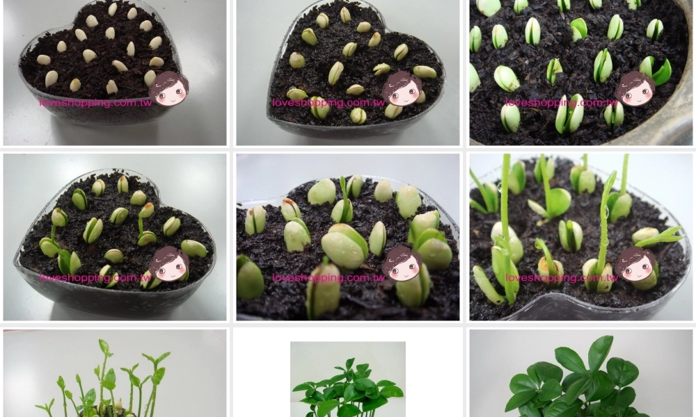 四年级上册语文_第二单元_观察日记_习作