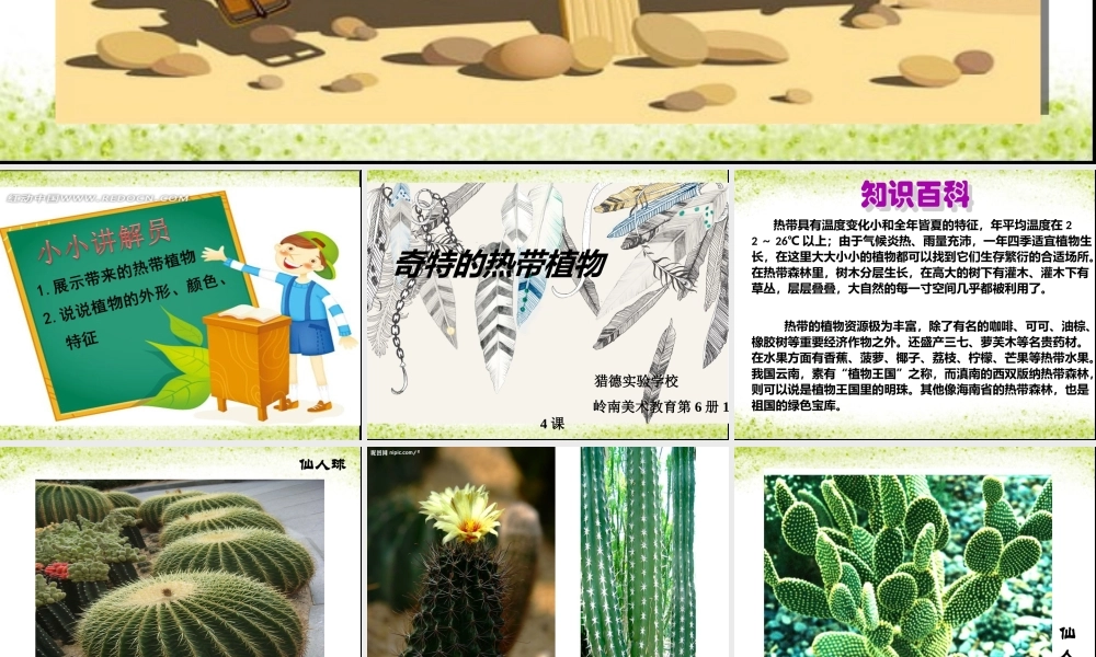 奇特的热带植物