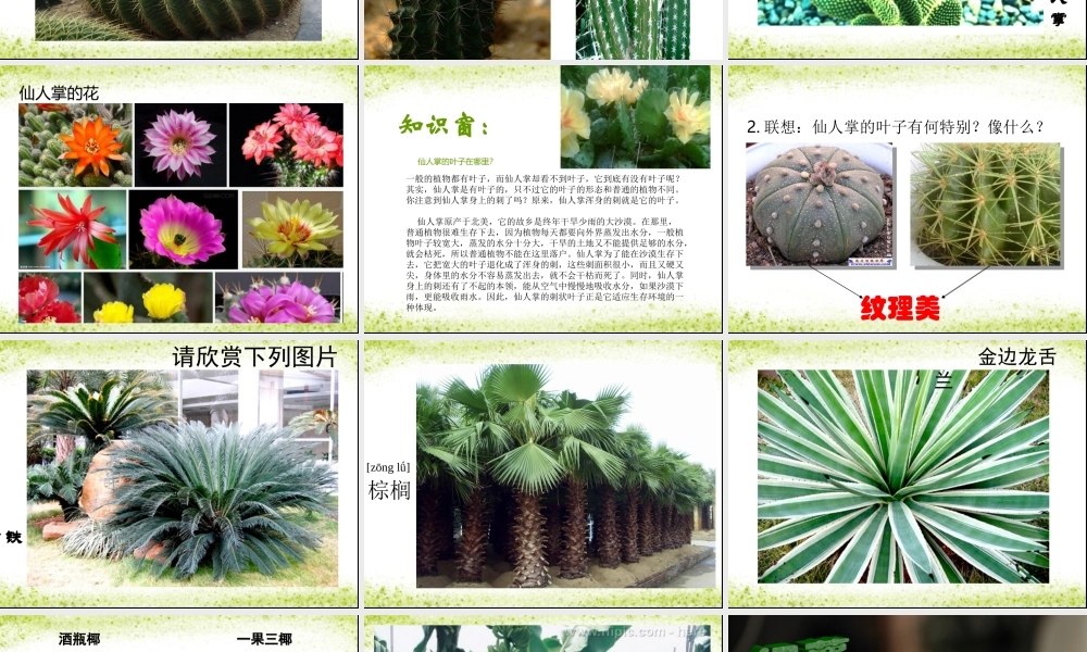 奇特的热带植物