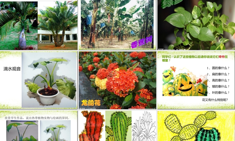 奇特的热带植物