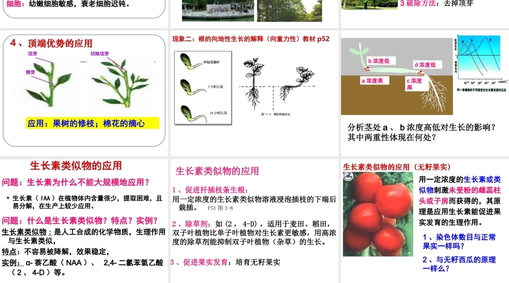 植物生长素的生理作用