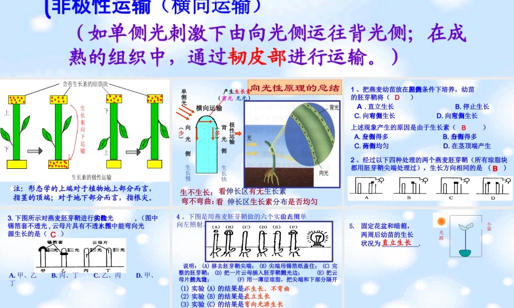 生长素的合成运输分布及生理作用