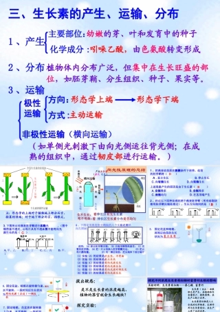 生长素的合成运输分布及生理作用