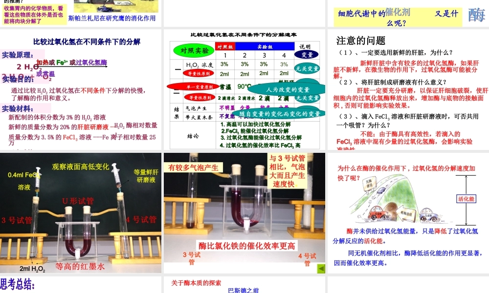 降低化学反应活化能的酶 课件(共39张ppt)