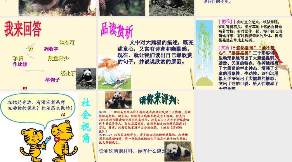 国宝------大熊猫