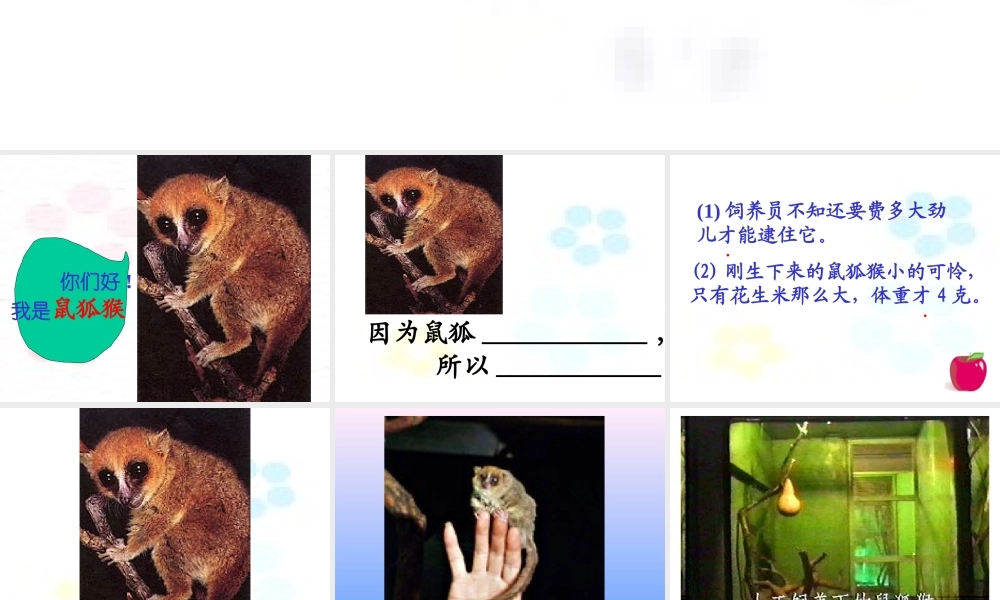 可爱的鼠狐猴三年级