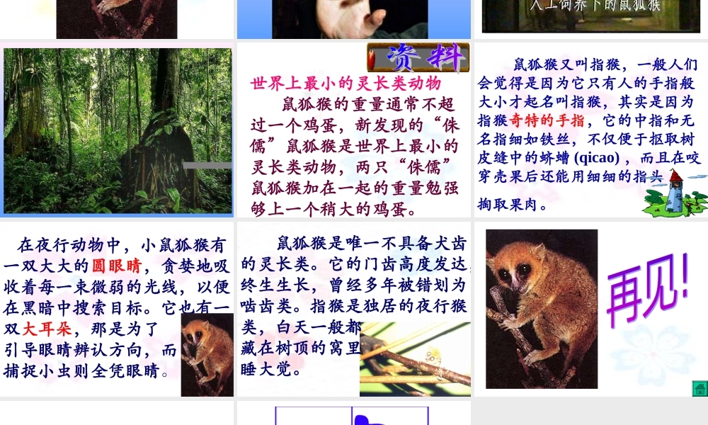 可爱的鼠狐猴三年级