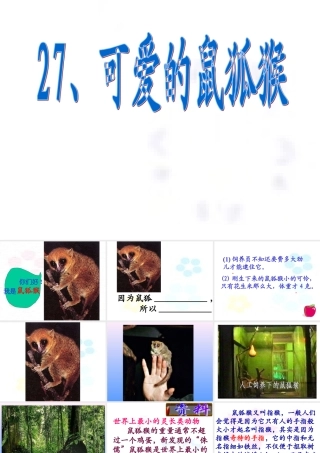 可爱的鼠狐猴三年级