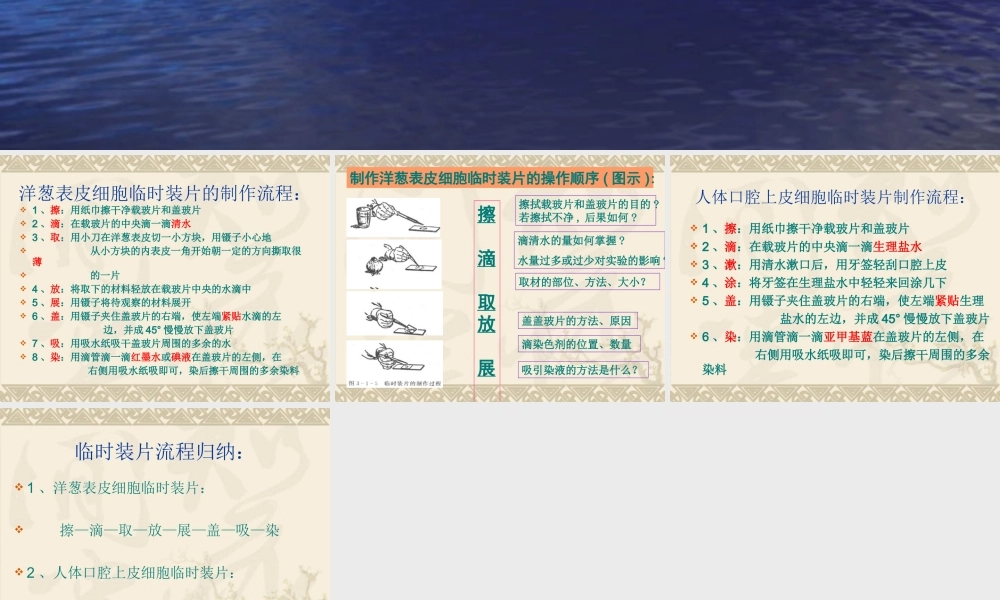 观察洋葱表皮细胞和   人体口腔上皮细胞   (