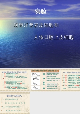 观察洋葱表皮细胞和   人体口腔上皮细胞   (